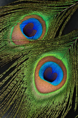 Obraz premium peacock feathers close up