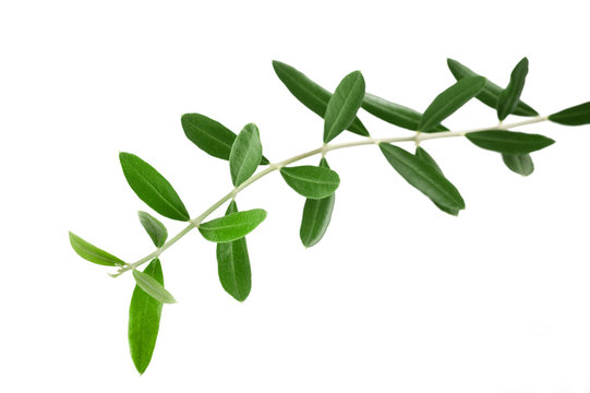 olives branches