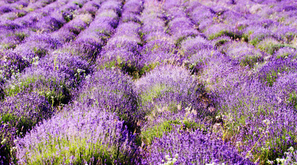 Fototapeta na wymiar color lavender field