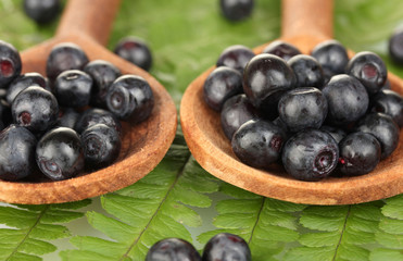 Tasty blueberries in wooden spoons on fern close-up