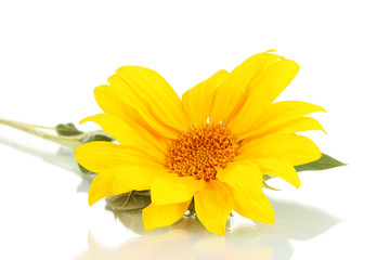beautiful sunflower, isolated on white