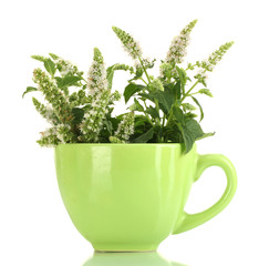 fresh mint with flowers in cup, isolated on white