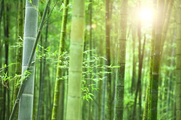 Stickers pour porte Bambou Forêt de bambous avec la lumière du soleil du matin