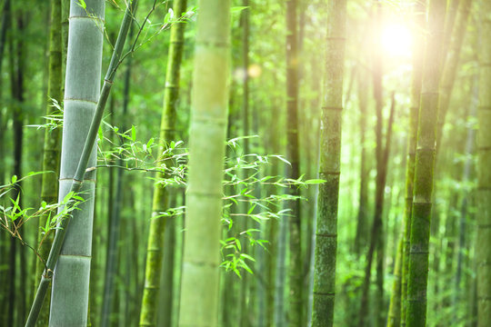 Bamboo forest with morning sunlight