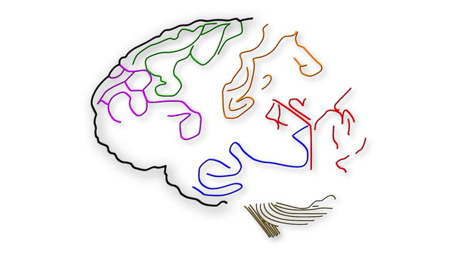 The human brain structure animation illustration