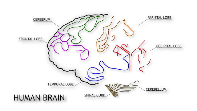 The human brain structure animation illustration