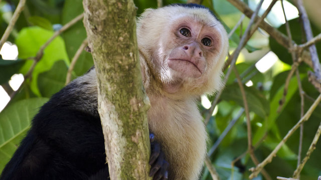 Affe