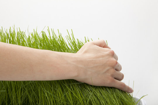 Hand above green fresh grass