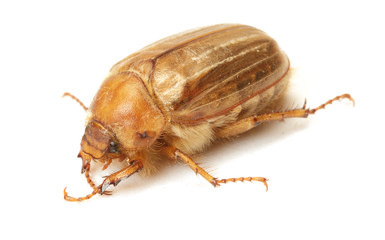 Brown june beetle