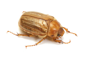 Brown june beetle - obrazy, fototapety, plakaty