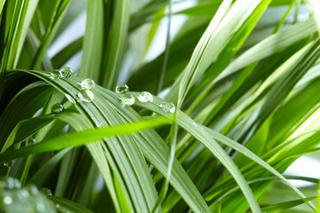 water drops on the green grass