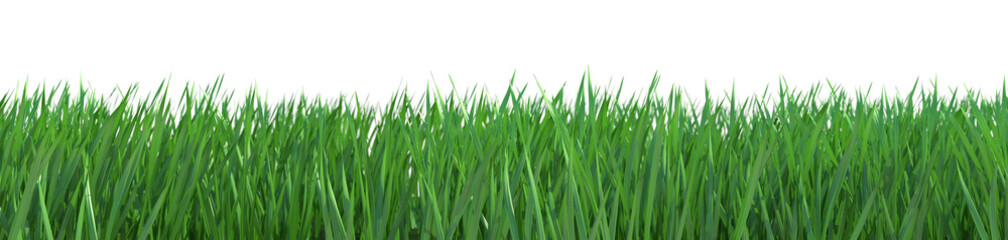 Fototapeta na wymiar Isolated grass with path