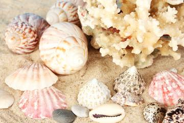 Sea coral with shells close-up