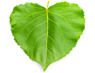 Green heart shaped leaf