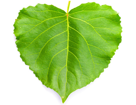 Green heart shaped leaf