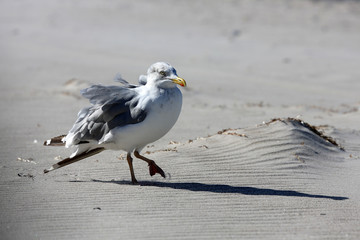 Möwe