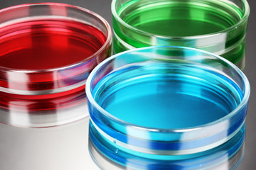 color liquid in petri dishes on grey background