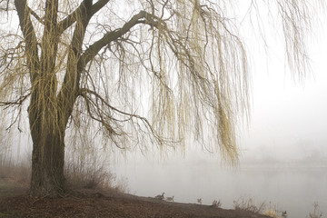 Weeping willow with misty lake - obrazy, fototapety, plakaty