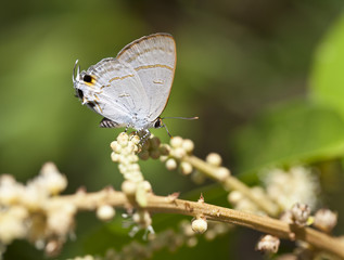 Peablue butterfly with flower
