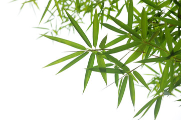 bamboo leaves