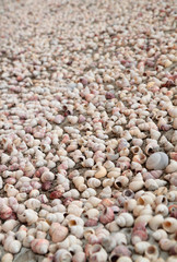 Close up many shell carcass on the wall