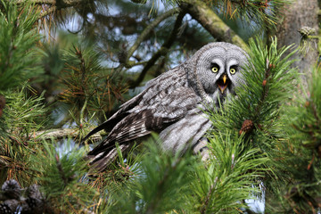 versteckt