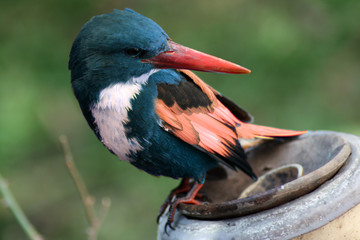 Tropical Kingfisher Bird