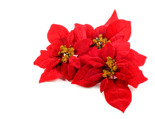 Poinsettias flower