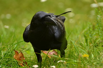 corbeau © jujud3100