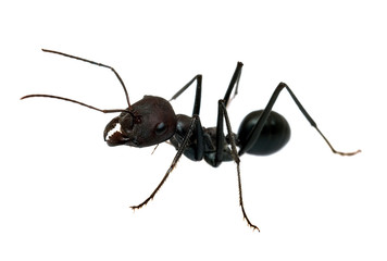Ant isolated on white background macro