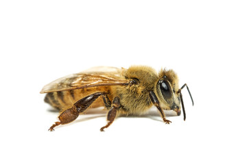 bee on white