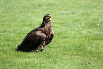 Steinadler