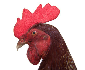 Head rooster on a white background.