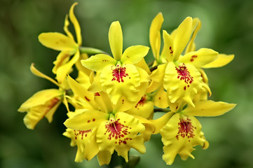 yellow orchids