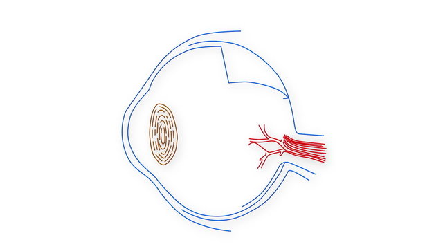 Human Eye structure animation illustration