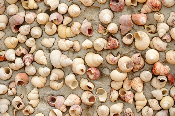 Many shell carcass on the wall (sepia tone)