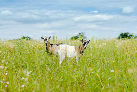 Two goats eating grass on green meadow