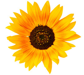 Fototapeta premium sunflower isolated