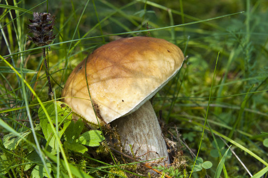 cep grow in a wood