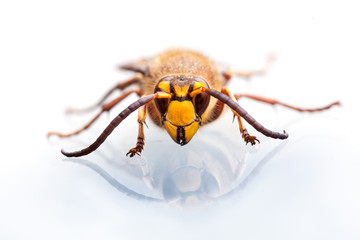 Wasp head on white