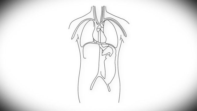 Human Organs structure animation illustration