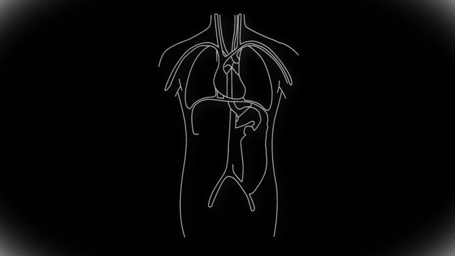 Human Organs structure animation illustration