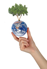 Tree on Earth as a symbol of peace.Elements of this image furnis