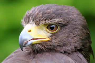 Portrait of Harris Hawk (Parabuteo unicinctus)