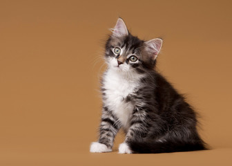 small siberian kitten on light brown background