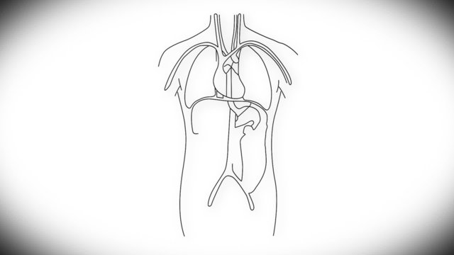 Human Organs structure animation illustration