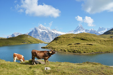 Swiss cows on the Alpine meadow
