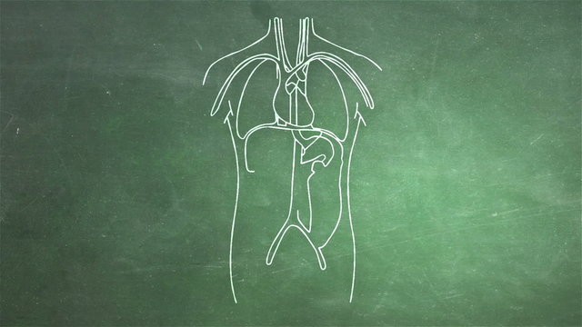 Human Organs structure animation illustration