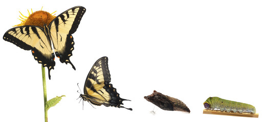 Obraz premium Tiger Swallowtail metamorphosis