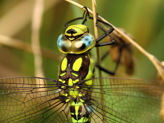 Naklejka premium Head of Southern Hawker Dragonfly (Aeshna cyanea)